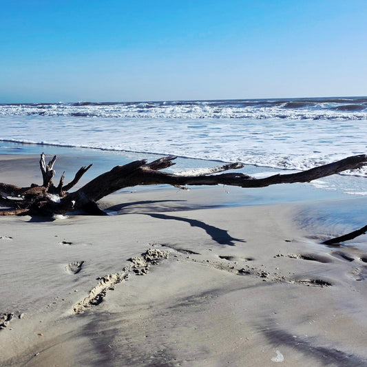 Driftwood on a sandy beach with ocean waves in the background